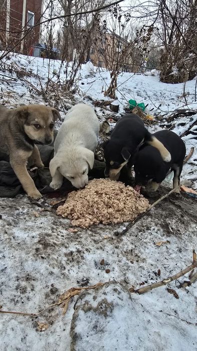 Щенки ищут дом..