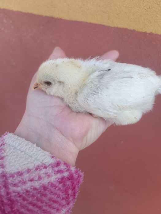 Pui araucana/ameraucana