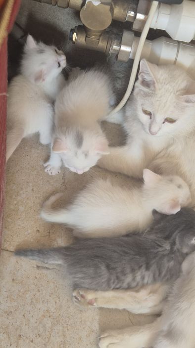 Котята бесплатно