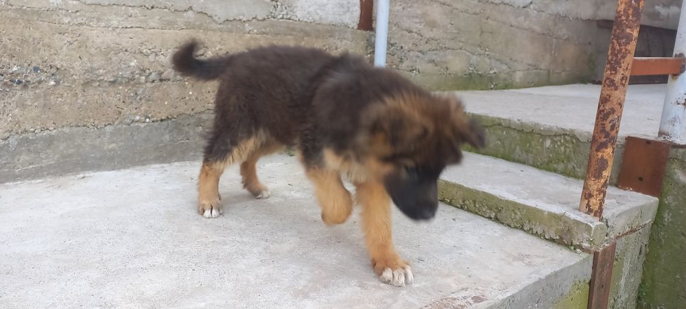 Продам щенка овчарки.девочка