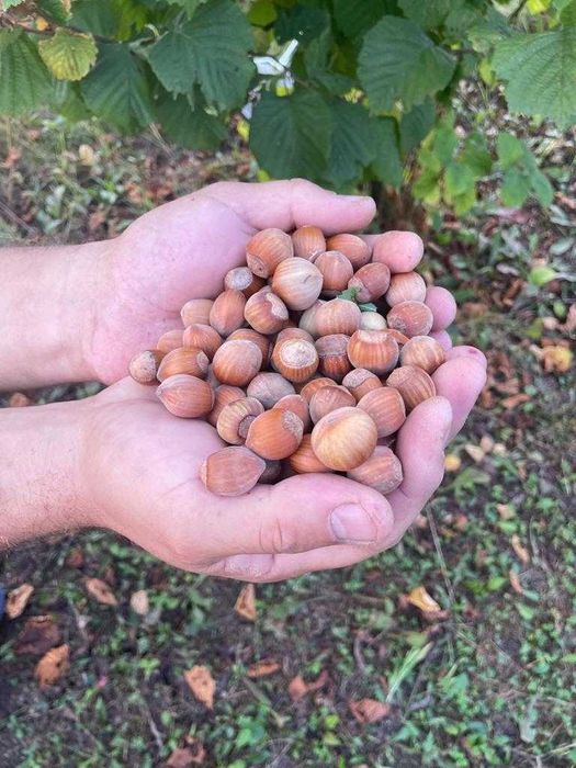 Vând alune de pădure bio din plantație proprie