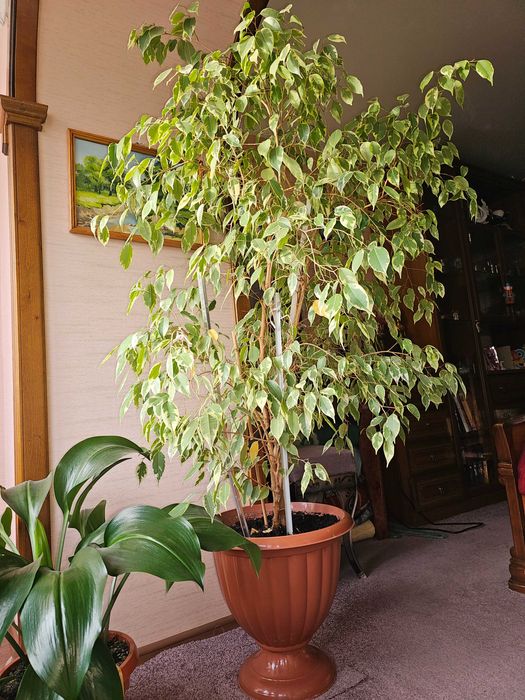 Фикус бенджамина 1.8 метра