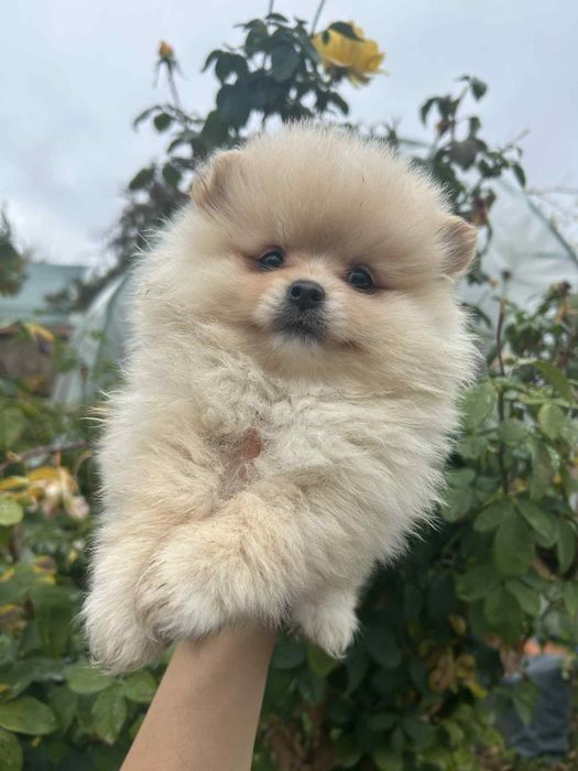 Померан померанчета