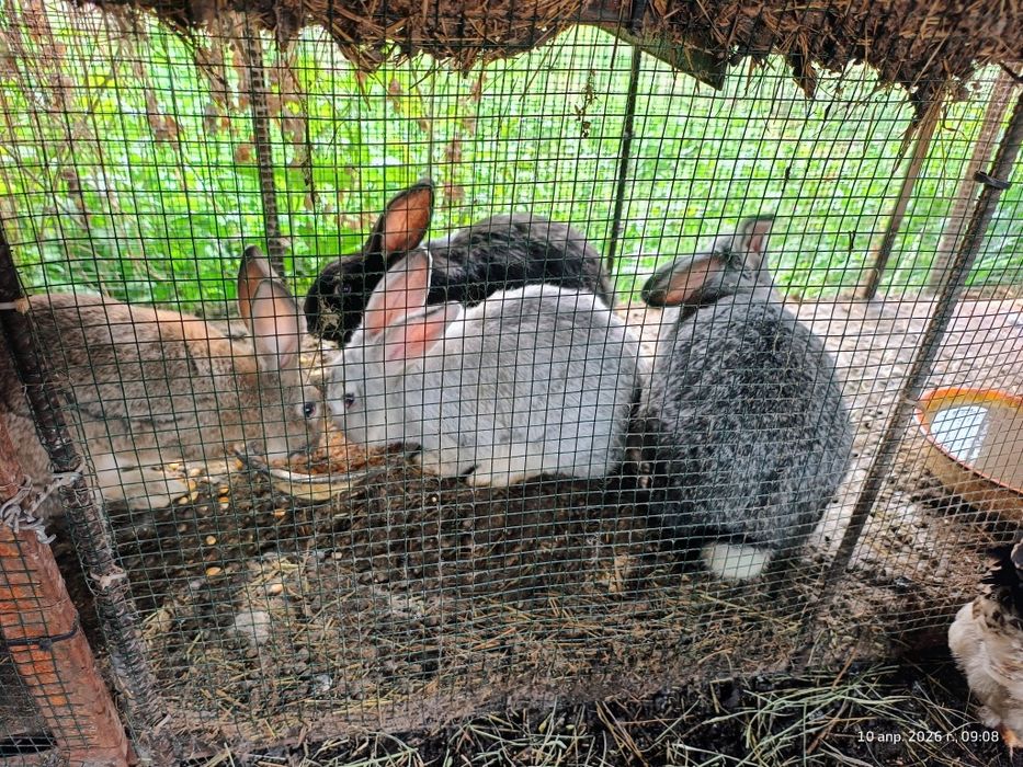 Продам кролов молодые