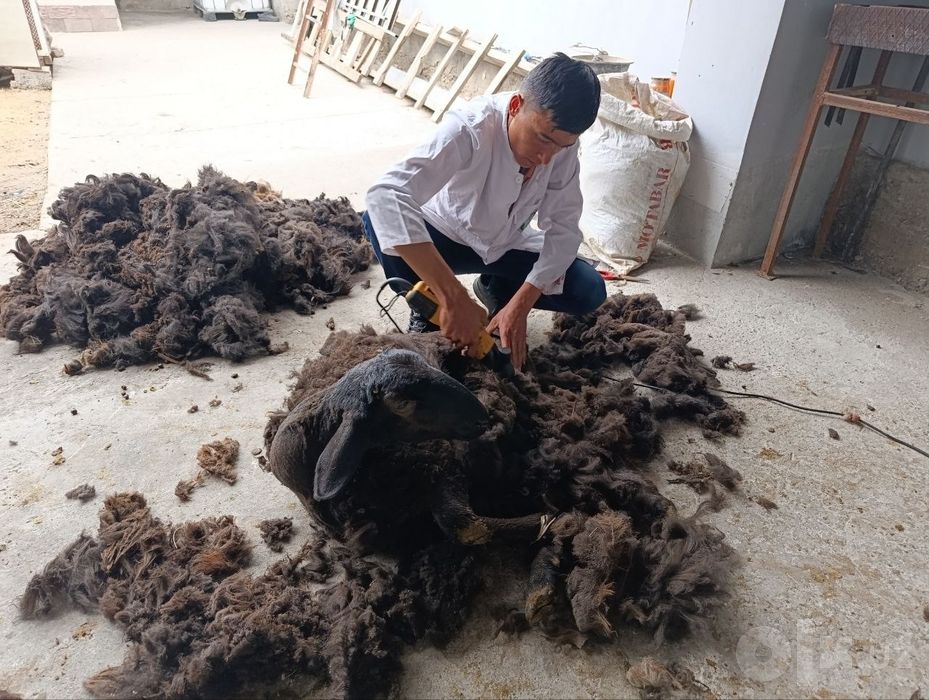 Veterinariya xizmati