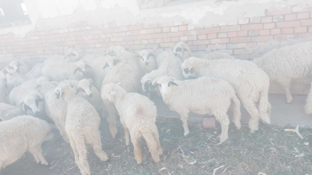 Vînd berbecuti.  Fără acte la toti sau la bucată si sacrificat. Pret 17 lei în viu