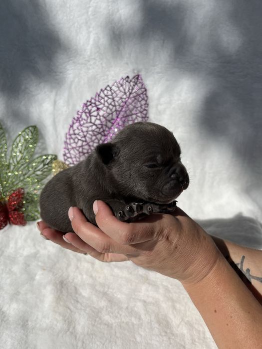 Американской булли