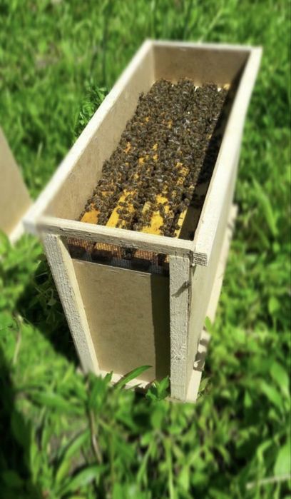 Пчелопакеты пчелы карпатка