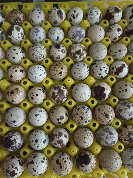 Перепелиное яйцо 28 тенге