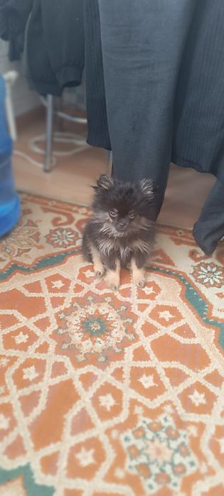 Шпицуля  в добрые руки мини шпиц