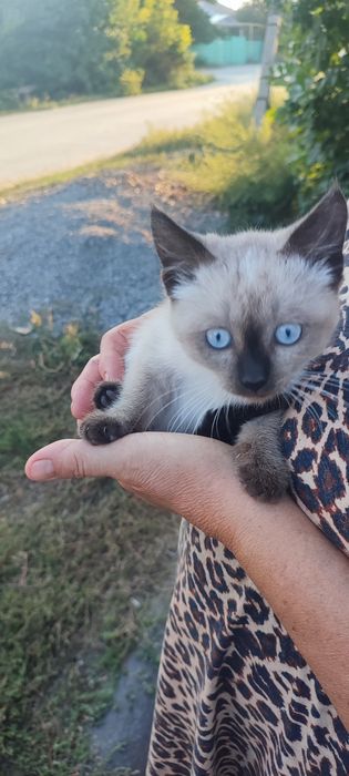 отдам котенка  в хорошие руки