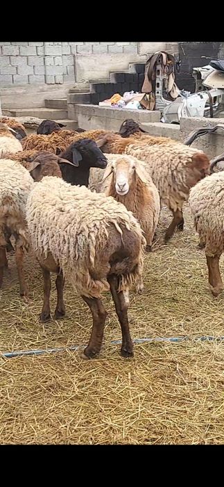 Кой, кошкар.  Буаз