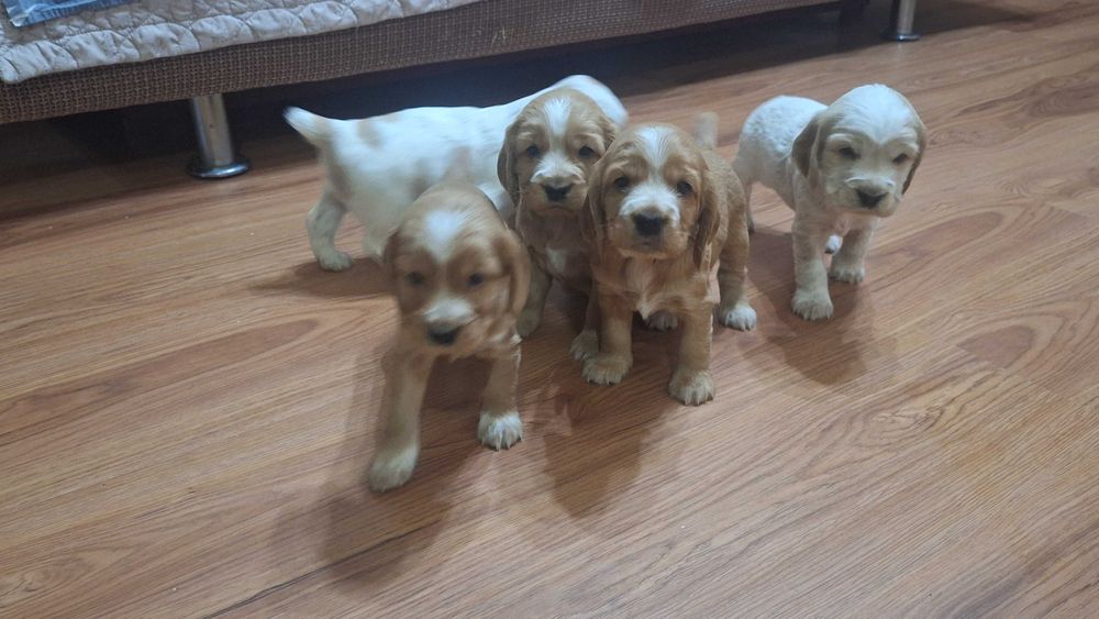 Продаются щенки спаниеля