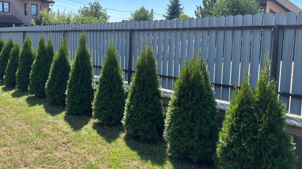 Vând tuia cu înălțimea între 120–150 cm