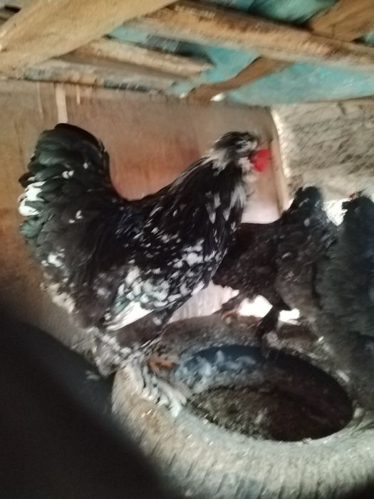 Струмски  петли.