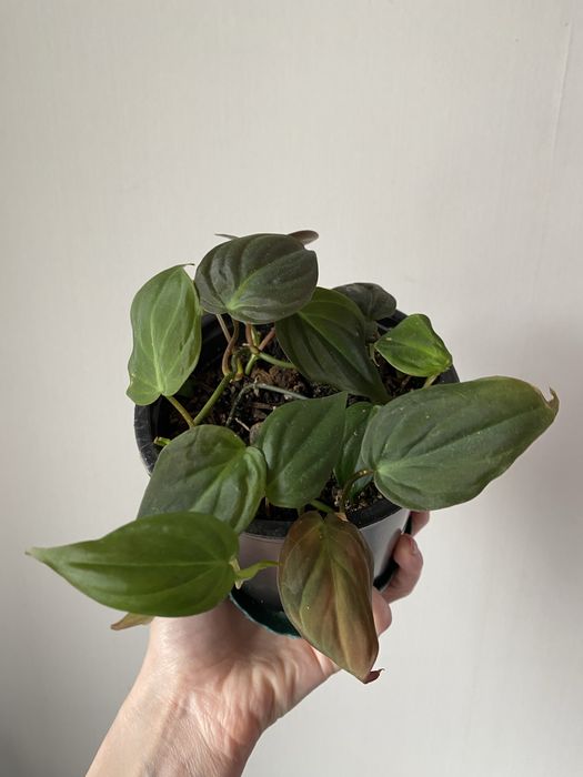 Филодендрон миканс