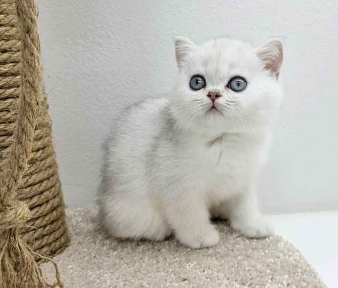 Британские котята