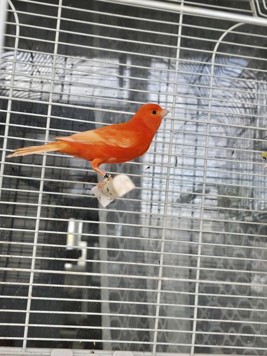 Canari candatori tineri 2025