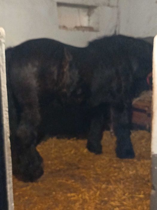 Vând iapa grea de 3 pe 4 ani