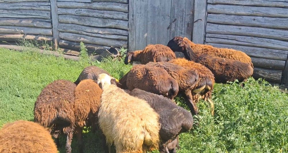 Продам гиссар 6-12 месяцев