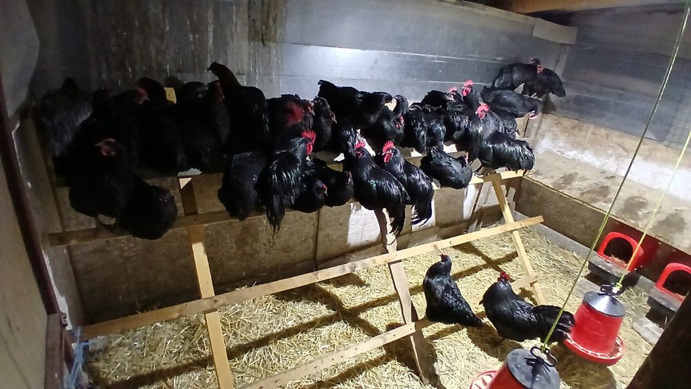 Oua incubat australorp