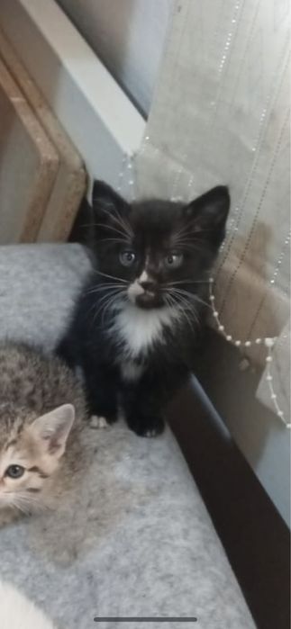 Отдам в хорошие руки кота 1 месячный