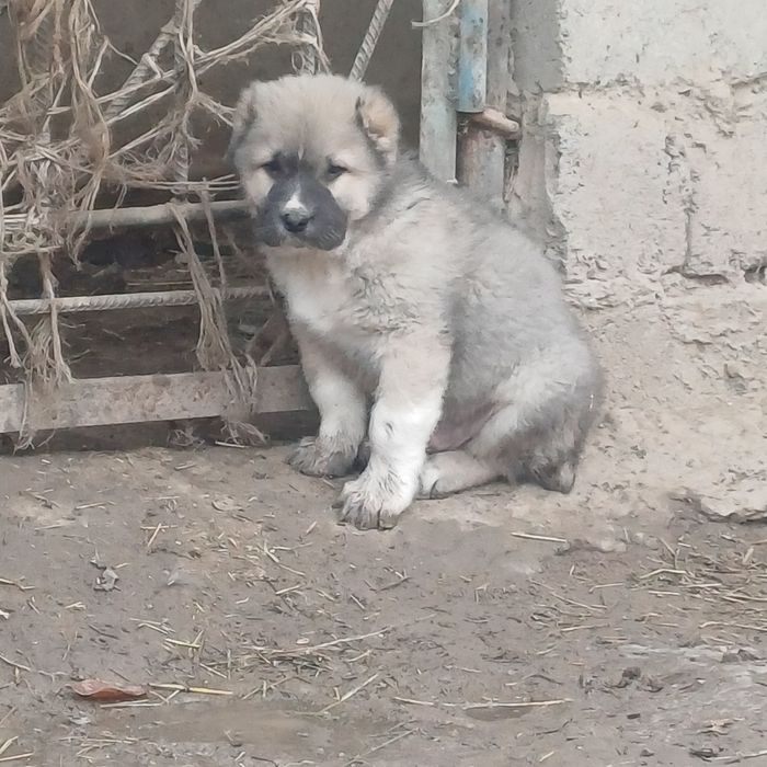 Алабаи еркек төбет