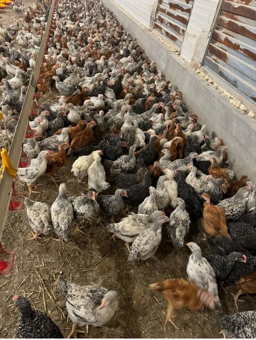 Avem pui alb de carne și pui rasă mixtă