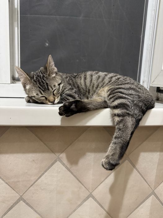 Отдам кота с добрые руки