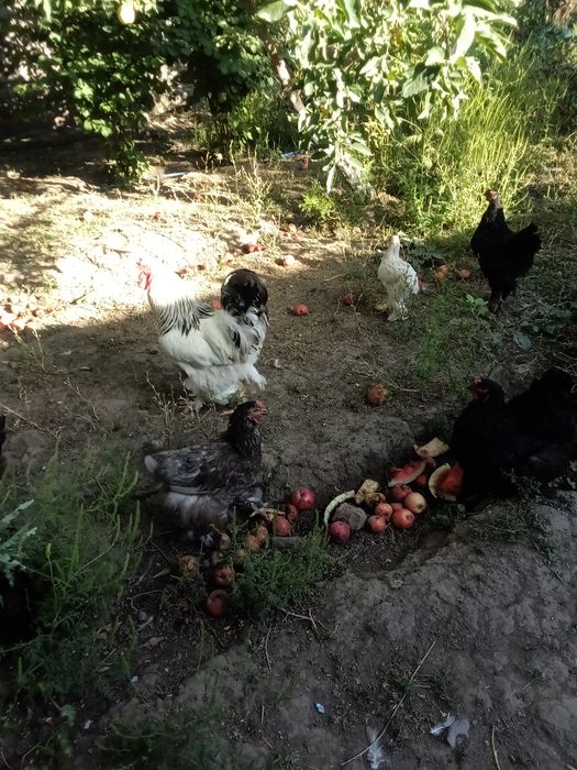Продам кур породы брама