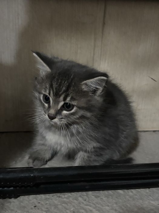 Милые котята ищут свой дом