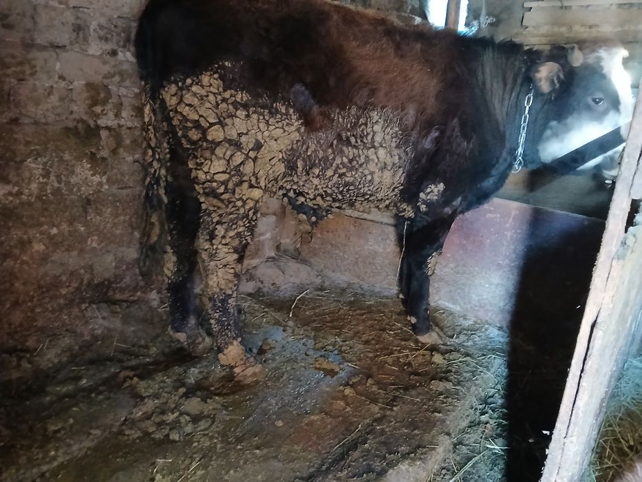 Продам быка откром