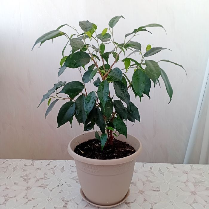 Продам цветы комнатные Фикус