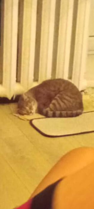 Отдам кошку в добрые руки