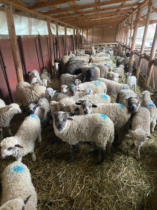 Se vând miei pentru paste