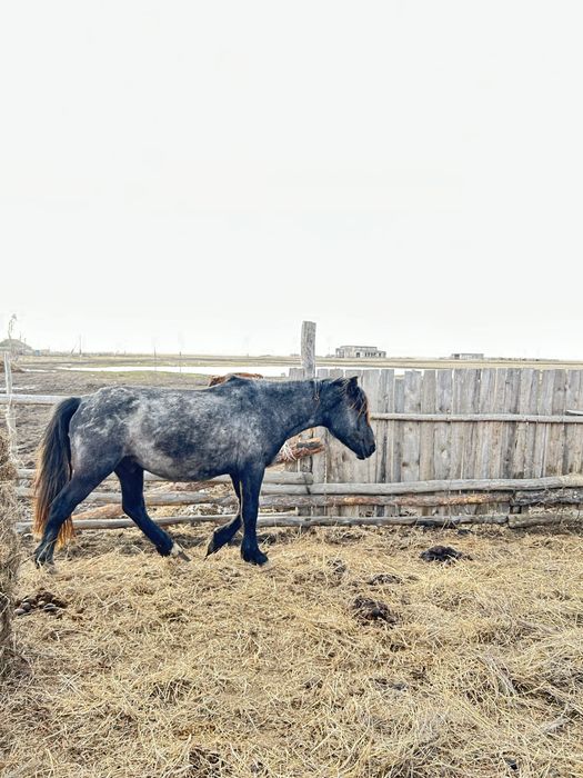 Дөнен сатылады айғырлыққа