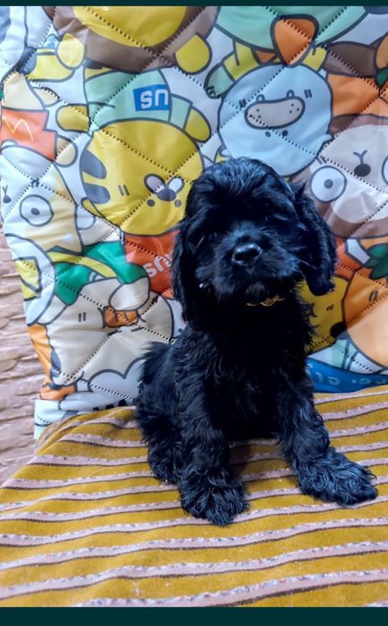 Щенок американского кокер спаниеля