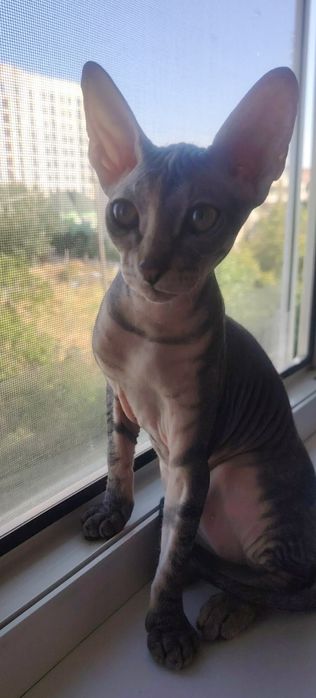 Котенок сфинкс девочка Шанельь 3 месяца