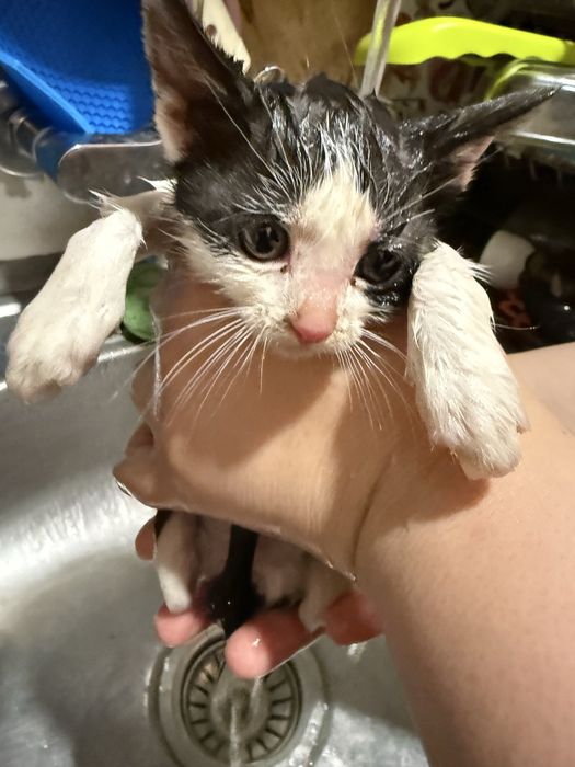 Подаряваме котета