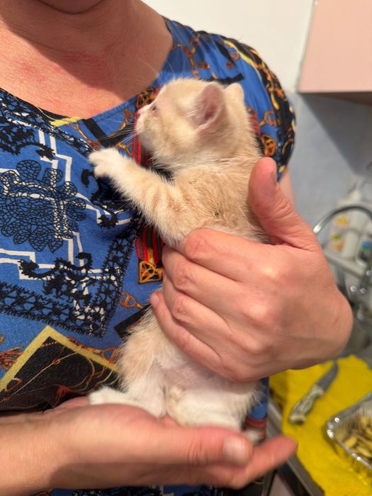 Отдам котенка в добрые руки