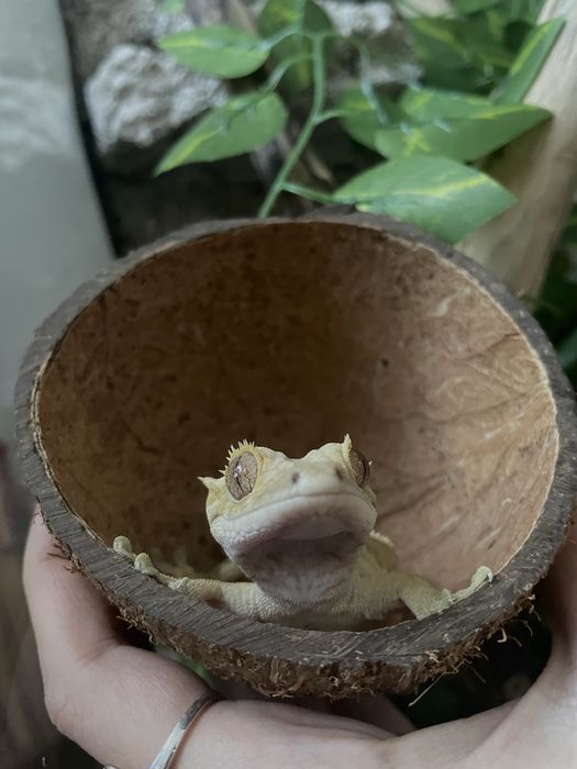 crested gecko masculin