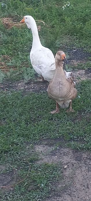 Гусак холмогорские