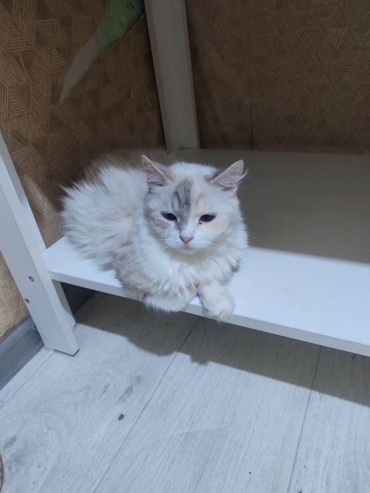 Кошка отдам даром