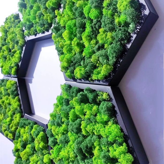 Шестоъгалници със скандинавски мъх-НАЛИЧНИ