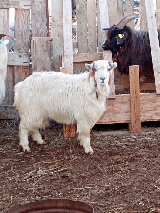 Ешкі бар сатылатын