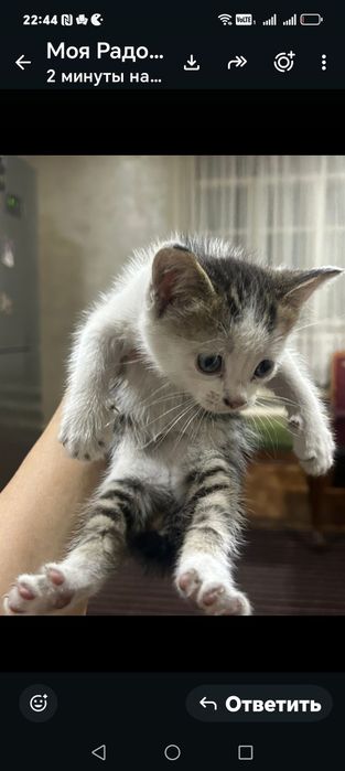 Одам котят доброе руки