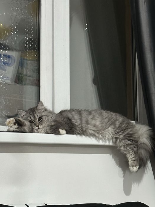 Кот ищет кошку для вязки