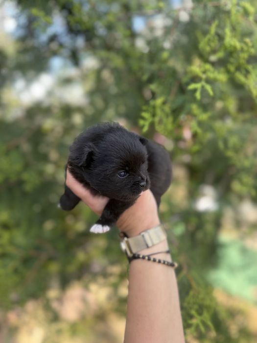 Pomeranian fetita