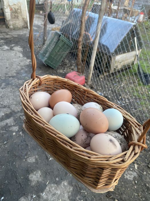 Oua incubat gaini motate incaltate cu oua verzi