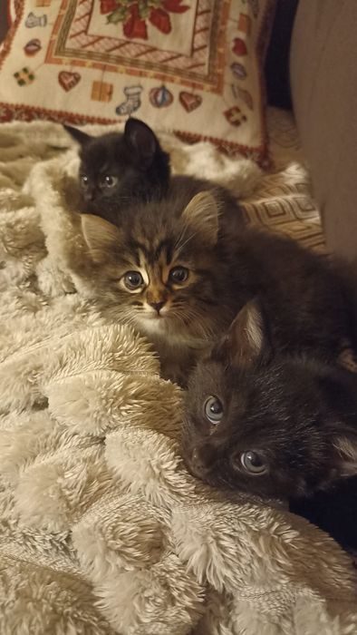 Продаем котят 1.5 месяца